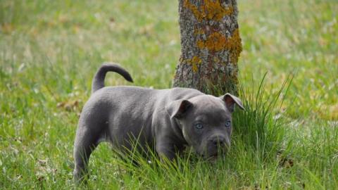 Wundersch�ne Pitbull Blueline Welpen