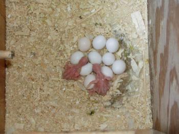 frisch gelegten Papageien Eier zum Verka