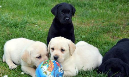 S�sse Labradorwelpen suchen liebevolles