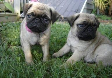 Mops  susse m�nnlich und weiblich