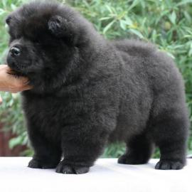 CHOW-CHOW-WELPEN MIT PAPIEREN