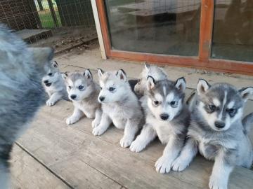 Husky suche zu haus : )