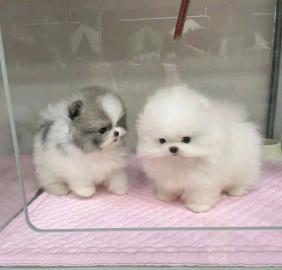 Pomeranian Puppies available for adoptio