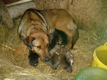 Hundewelpen Mix Sch�fer/Labrador/Rotti