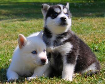 Reinrassige Siberian Husky-Welpen