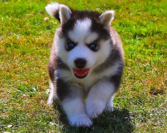 Reinrassige Siberian Husky-Welpen