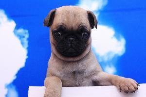S�sser/S��e geimpft mops welpen