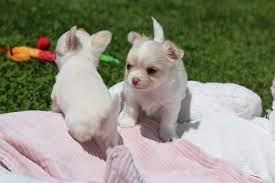 Gesund Mini Chihuahua Welpen WhatsApp-Nu