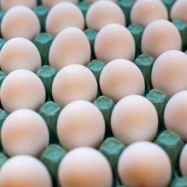 KOSTENLOS Graupapageien & Eier