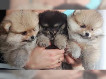 Reinrassige Pomeranian Zwergspitz Boo We