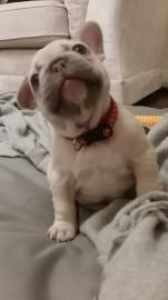FRANZ?SISCHE BULLDOG WELPEN