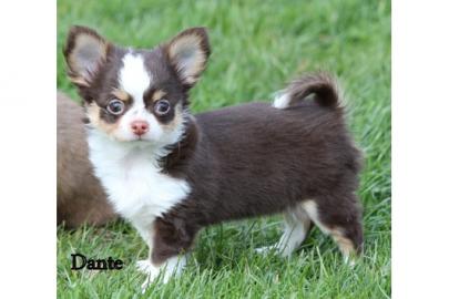 Chihuahua Welpen in black mit Pap. 