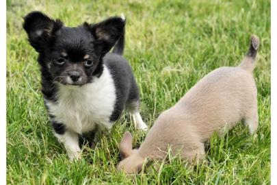 Chihuahua Welpen in black mit Pap. 