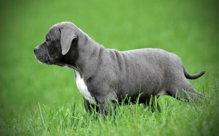 Pitbull Welpen (Reinrassig)