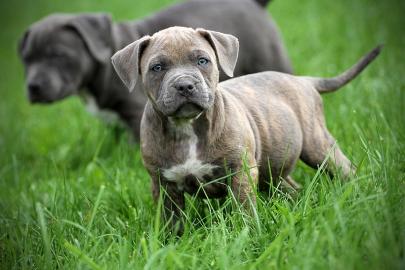 Pitbull Welpen (Reinrassig)