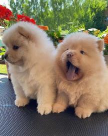 S��e Chow Chow Welpen whatsapp nummer +4