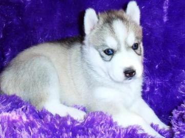 Ausgefallen sch�ne Husky - Welpen