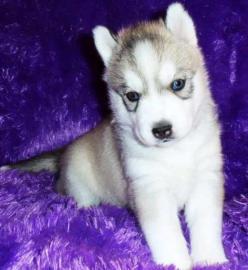 Ausgefallen sch�ne Husky - Welpen