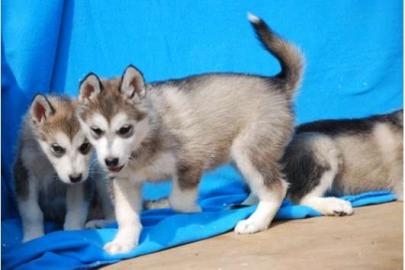 Ausgefallen sch�ne Husky - Welpen