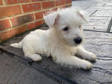 Wundersch?ne West Highland White Terrier