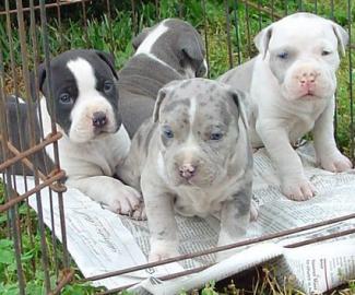 AMERICAN PITBULL WELPEN F?R WEIHNACHTEN
