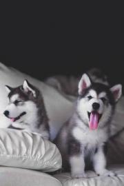 S��e reinrassige Siberian Husky Welpen w