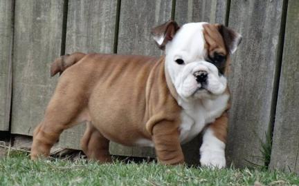 english bulldog puppy