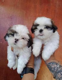 Ahnentafel Geschenk Mini Shih Tzu Welpen