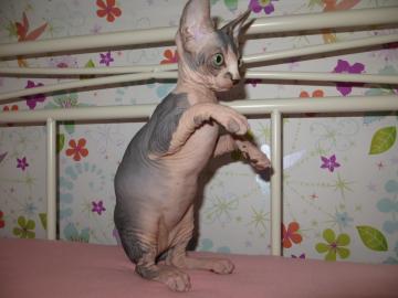 Don Sphynx Babys suchen neues Zuhause