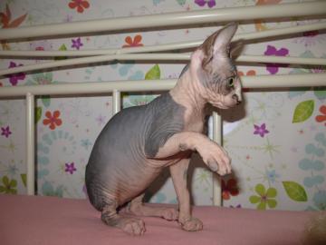 Don Sphynx Babys suchen neues Zuhause