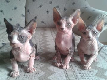 Don Sphynx Babys suchen neues Zuhause