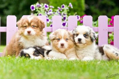 S��e Australian Shepherd S��e Australia
