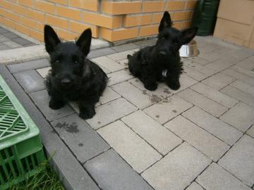 Bildsch�ne Scottish Terrier Welpen aus V
