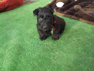 Bildsch�ne Scottish Terrier Welpen aus V