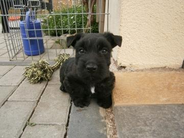 Bildsch�ne Scottish Terrier Welpen aus V