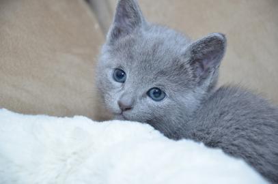 Russisch Blau Kitten mit Stammbaum