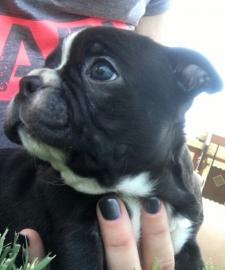 Wundersch�ne Boston Terrier Welpen !