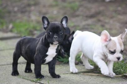 Franz�sische Bulldogge