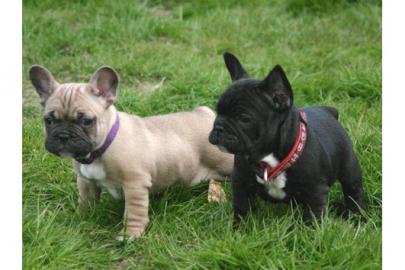 Franz�sische Bulldogge