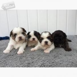 Shih Tzu Welpen
