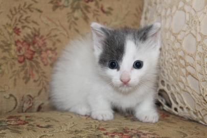 Munchkin K?tzchen