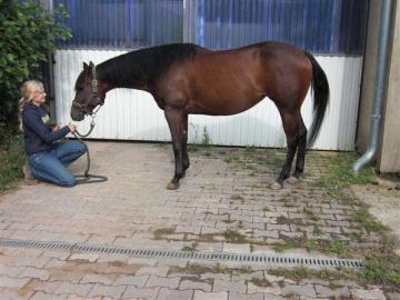 Quarter-Mare zu verkaufen oder Tausch mi