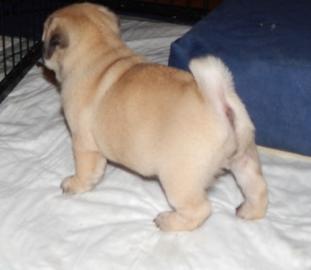 Sch?ne Mops Welpen M?nnchen und Weibchen