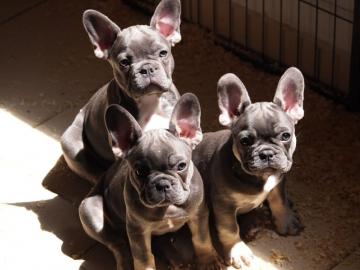 Reinrassige Franz?sische Bulldogge Welpe