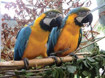 Netter Mann und Frau Blau und Gold Ara P