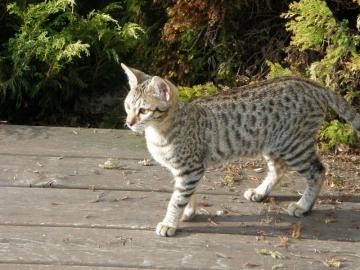 Niedliche F7 SBT Savannah K�tzchen