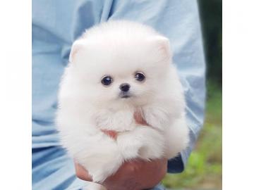 Wundersch�ne Pomeranian/ Zwergspitzwelpe