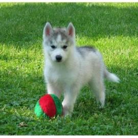 **Reinrassiger Sibirische Husky**