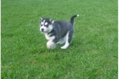 **Reinrassiger Sibirische Husky**