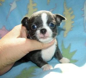 Mini Chihuahua welpen